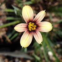 Sisyrinchium 'Biscutella'